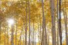 USA-Colorado-Gunnison National Forest Sunburst on aspen grove Art Print